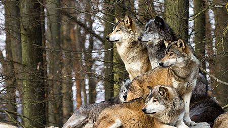 foto di lupi nel bosco 